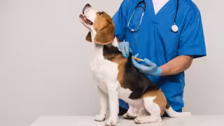 RUAC obligatorio en CDMX: lo que debes saber del microchip para mascotas