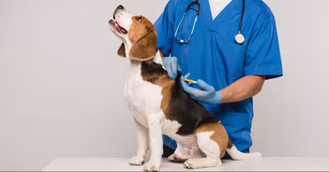 El CURP de las mascotas