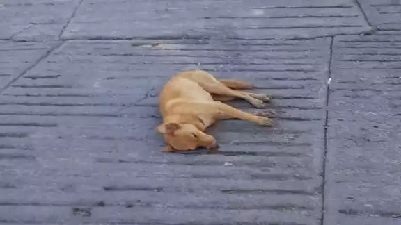 Los perros son analizados para determinar con qué fueron envenenados Los perros son analizados para determinar con qué fueron envenenados