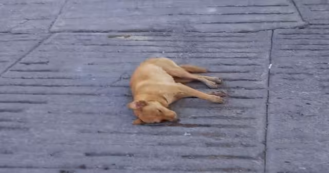 Los perros son analizados para determinar con qué fueron envenenados