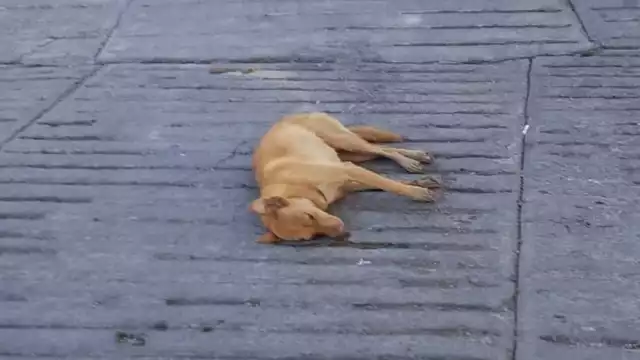 Los perros son analizados para determinar con qué fueron envenenados