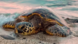 Piden regular motos acuáticas en Bacalar tras denuncias por muerte de tortugas
