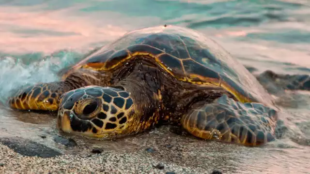 El campamento del Cetmar 17 amplía su corral ante el alza de avisos de desove en esta temporada