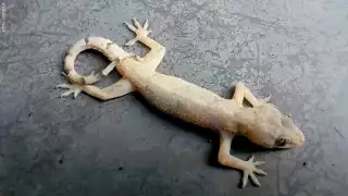 Cuija besucona, la pequeña lagartija inofensiva e incomprendida de México