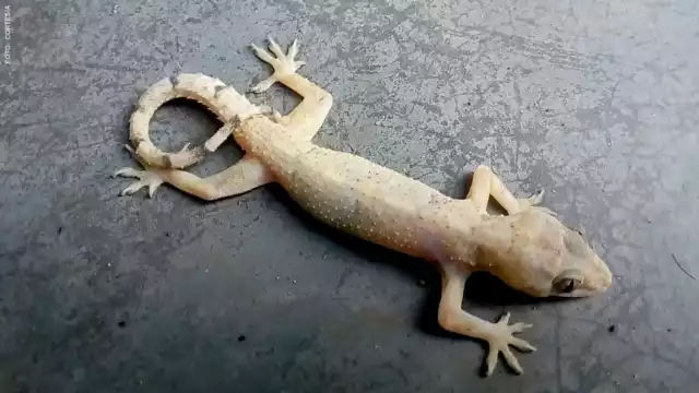 Su dieta incluye insectos y arácnidos como los alacranes. Foto: Especial