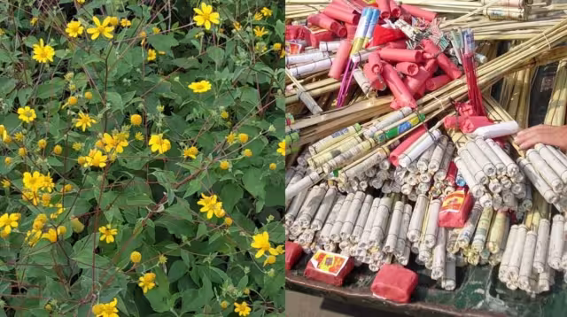 El tajonal también es una planta muy valorada por los productores de miel