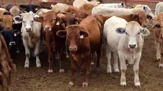 Detectan irregularidades sistemáticas en el manejo de recursos ganaderos; la Seder formaliza una denuncia contra exdirigentes de la UGROY