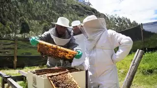Los beneficios fueron otorgados a Gente que nunca ha trabajado en la apicultura