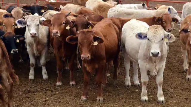 Exdirectivos de la asociación del oriente podrían enfrentar a la justica.