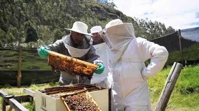 Los beneficios fueron otorgados a Gente que nunca ha trabajado en la apicultura