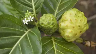 Los nativos de algunas islas del Pacífico tienen la creencia que abunda en propiedades curativas