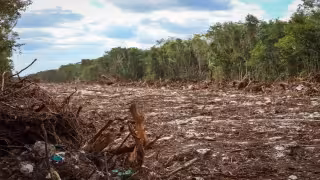 Península de Yucatán perdió 285 mil hectáreas de selva en cuatro años, casi dos veces el tamaño de la CDMX
