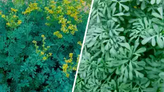 Conoce las cinco plantas para ahuyentar a las moscas