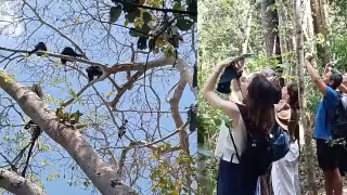 Monos aulladores sorprenden a visitantes en la selva de Calakmul, Campeche