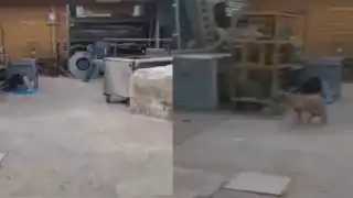 Hombre dispara contra perro en Guadalajara, Jalisco