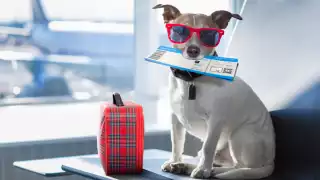 Las personas ya pueden viajar cómodos con sus mascotas con la creación de una nueva aerolínea