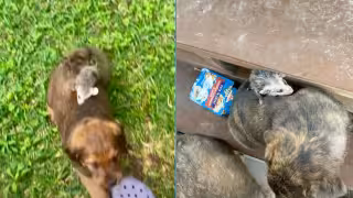 Pequeño tlacuache toma a perrito como su madre y se hace viral: VIDEO