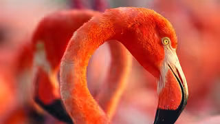 La obra rompe con los esquemas convencionales del documental de naturaleza