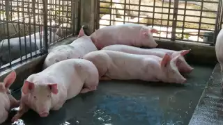 El Alcalde mencionó que ni en la pasada ni en esta administración municipal se han construido granjas porcícolas en Kinchil