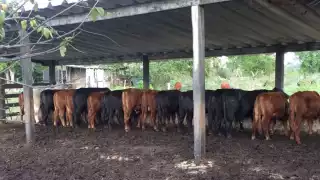 Liconsa busca poner una planta de leche en Quintana Roo, ganaderos no lo ven redituable
