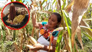 En la región existen algunas razas de maíz nativas que otorgan a la milpa maya su propia identidad