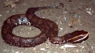 La Huolpoch es la serpiente más venenosa de Yucatán