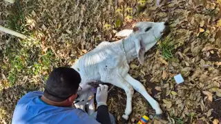 Campeche acumula 661 casos de gusano barrenador de ganado y es la segunda entidad más afectada de la Península de Yucatán.