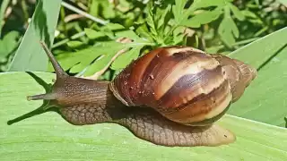 El caracol gigante africano ha sido visto en Florida, Estados Unidos