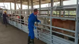 Quintana Roo rebasa los 200 casos de Miasis por gusano barredor