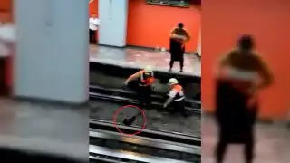 Gallina cae en las vías del Metro CDMX