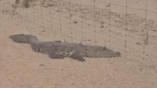 Avistamiento de cocodrilo en vías del Tren Maya causa asombro en Pedro A. Santos.