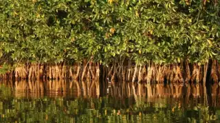 Surge presión mediática para frenar construcción en Mahahual