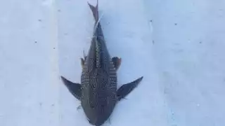 Continúa expansión de pez diablo en el sur de Quintana Roo