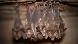 Murciélagos invaden salón de clases en una primaria en Nuevo León