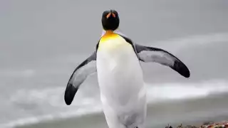 Turistas captan la hazaña que realiza un pingüino para salvarse de tres orcas