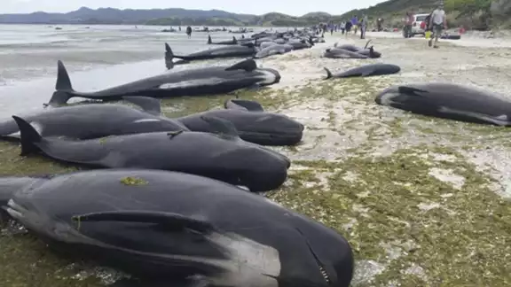 Mueren 50 ballenas piloto que quedaron varadas en Islas Vírgenes Británicas Mueren 50 ballenas piloto que quedaron varadas en Islas Vírgenes Británicas