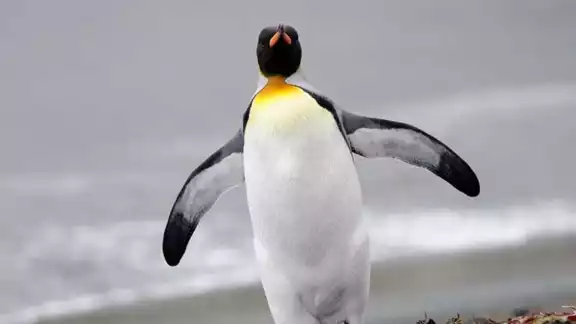 Turistas captan la hazaña que realiza un pingüino para salvarse de tres orcas