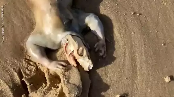 Encuentran criatura alienígena en Australia