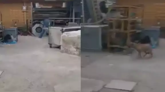 Hombre dispara contra perro en Guadalajara, Jalisco Hombre dispara contra perro en Guadalajara, Jalisco