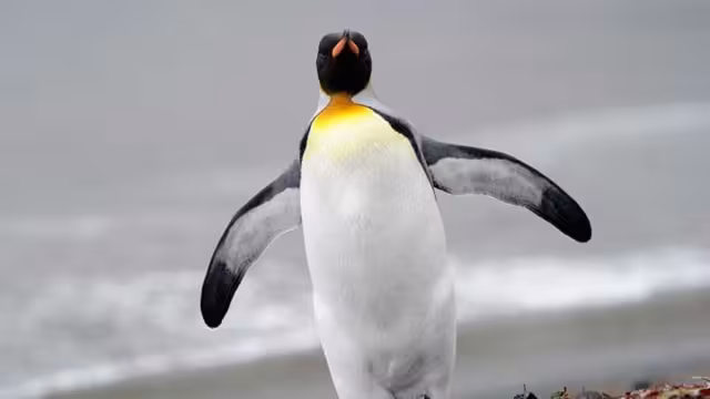 Turistas captan la hazaña que realiza un pingüino para salvarse de tres orcas