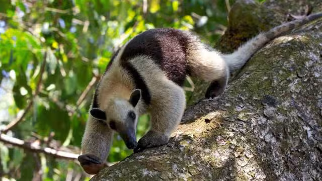 Es una especie inofensiva que se puede encontrar en los árboles de Quintana Roo