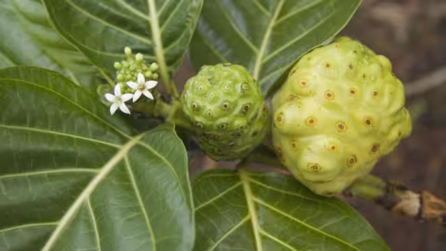 Los nativos de algunas islas del Pacífico tienen la creencia que abunda en propiedades curativas