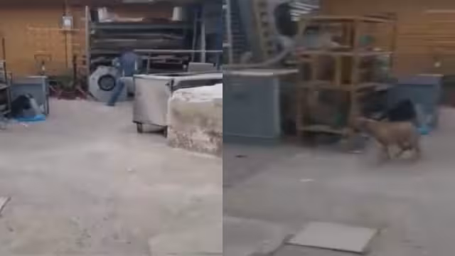 Hombre dispara contra perro en Guadalajara, Jalisco