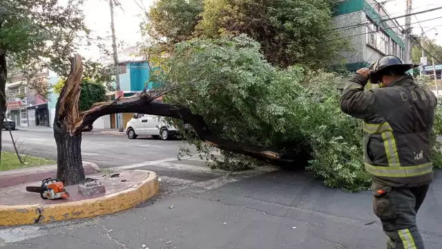Se espera la caída de árboles ante las fuertes rachas de viento 
