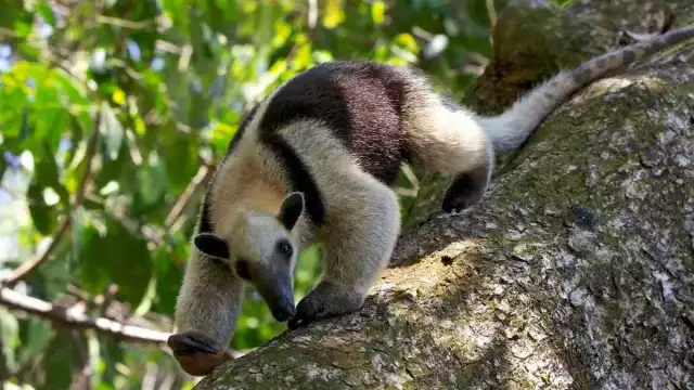 Es una especie inofensiva que se puede encontrar en los árboles de Quintana Roo