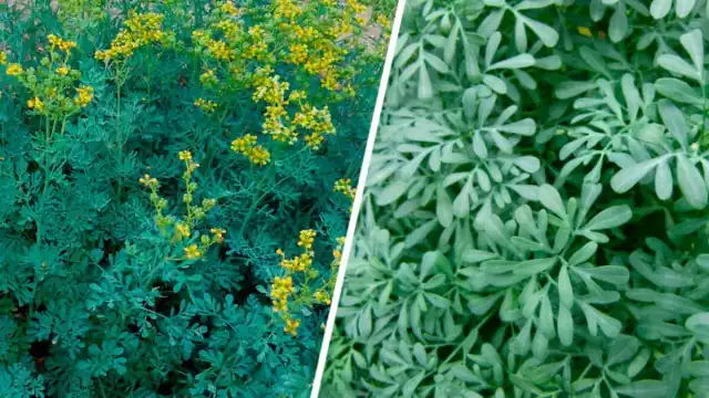 Ni las más modernas tecnologías pueden protegernos de las moscas cuando estamos al aire libre