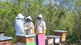 Los colmeneros dijeron que deben comprar azúcar, durante dos meses para alimentar a sus insectos