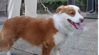 Se sugiere limitar los paseos a horarios con menor intensidad solar