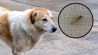 Un perro fue detectado con gusano barrenador en Mérida