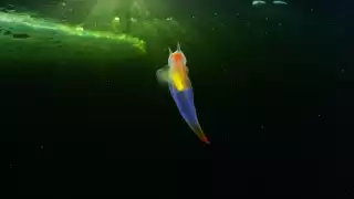 Su aspecto se asemeja al de un ángel gracias a sus dos aletas, las cuales mueve de forma totalmente coordinada